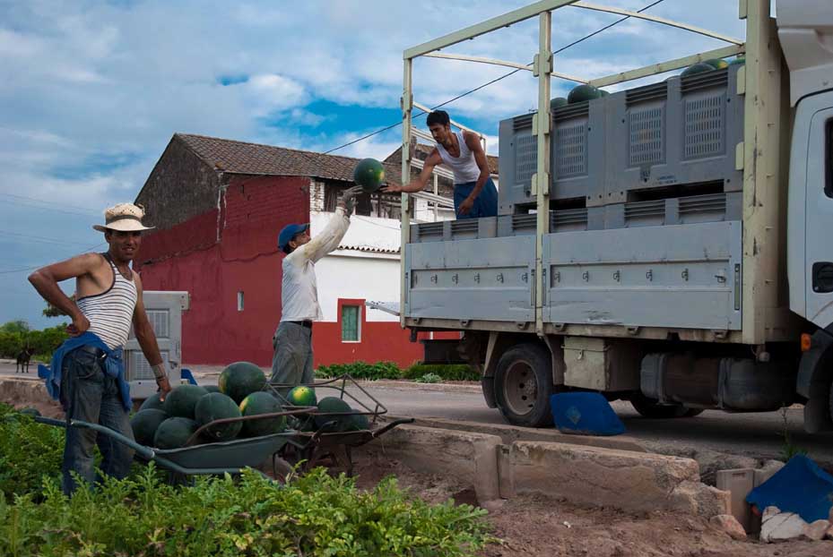 Recogida de sandias