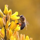 Recolecta de polen