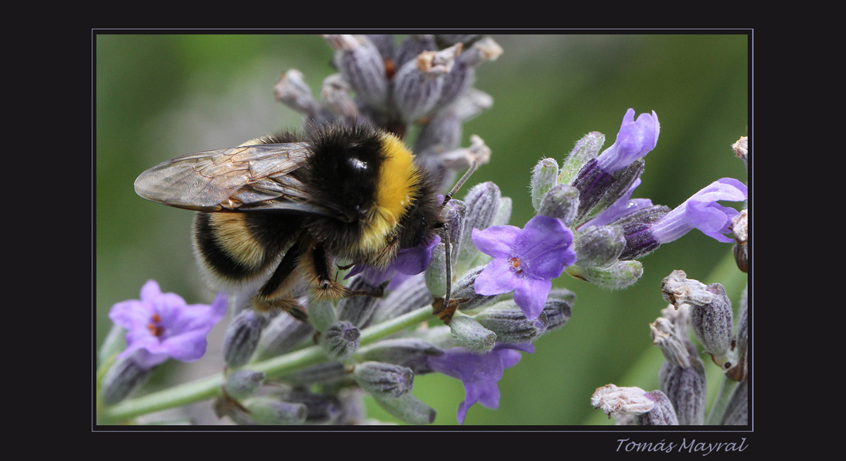 Recolectando Lavanda