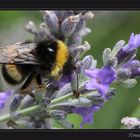 Recolectando Lavanda