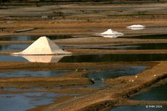 Récolte au Port des Salines