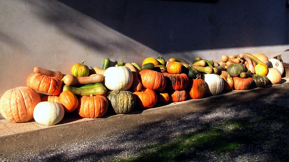 Recolte d'automne de sohayo 