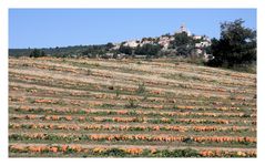 Récolte de courges