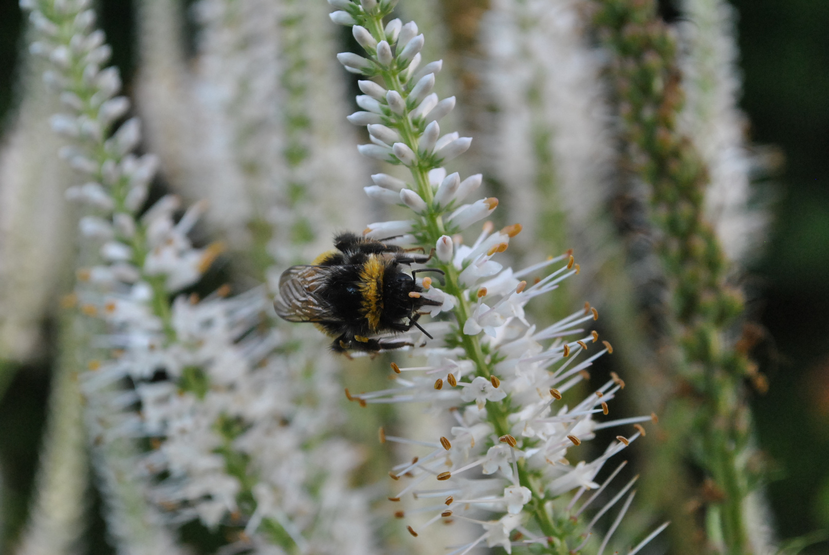 Récolte de nectar !!