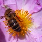 recolte de pollen par une belle journee