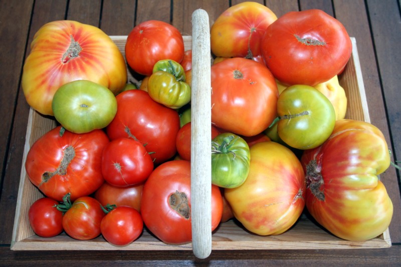 Récolte de tomates