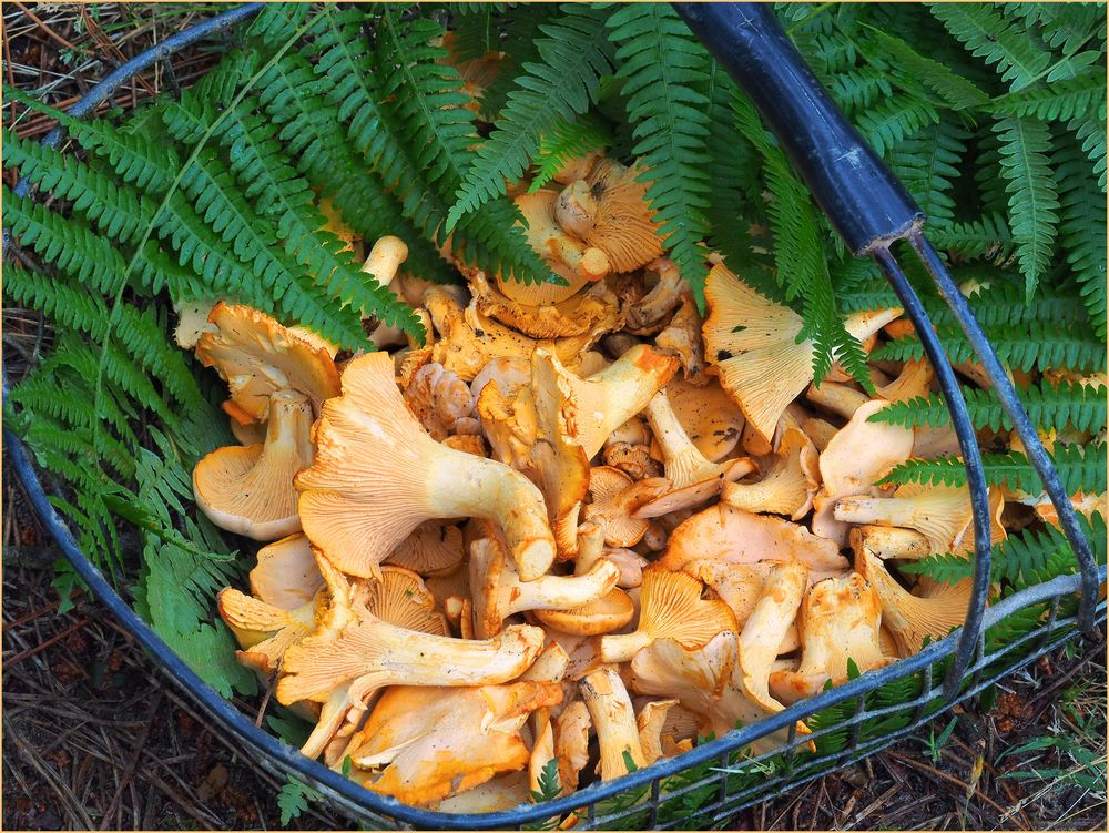 Récolte en forêt de La Coubre