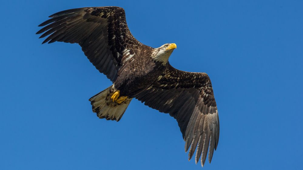 Reconnaissance Flight