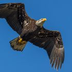 Reconnaissance Flight