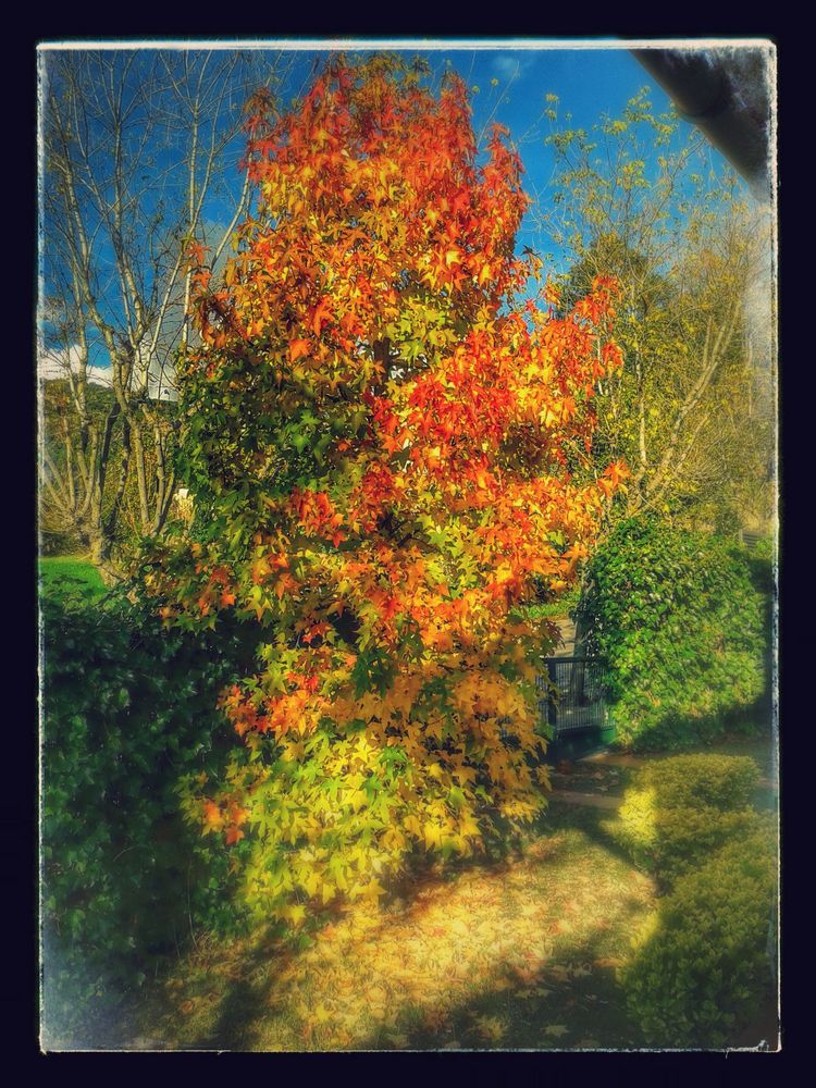 Recordando el Otoño