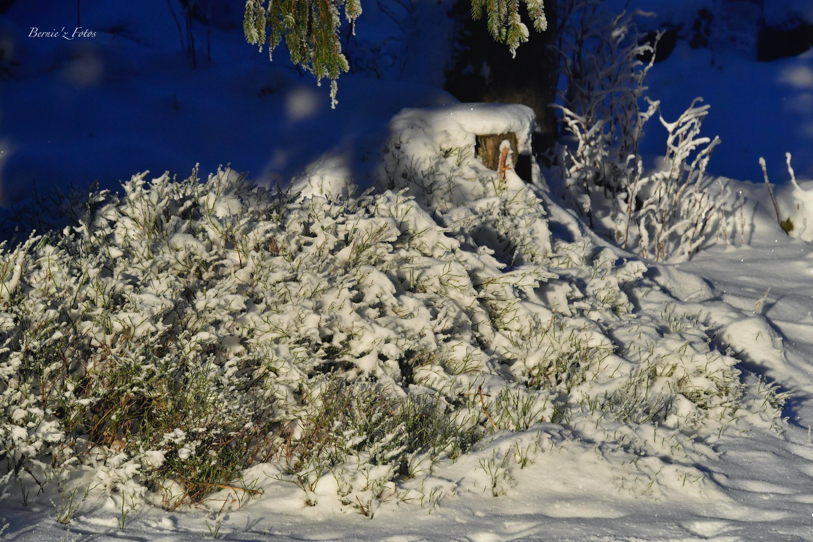 Recouvert de poudre blanche