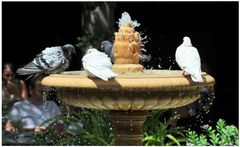 Recuerdos de Mallorca III, palomas tomando un baño (badende Tauben)