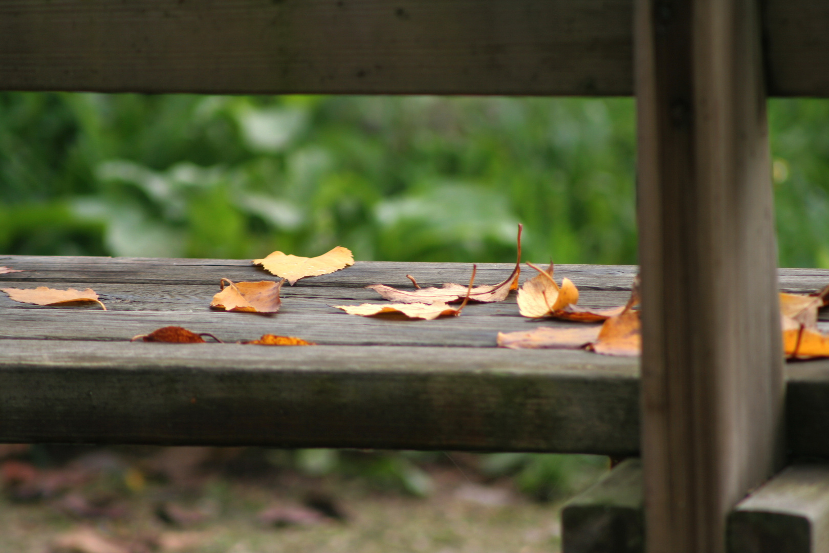 Recuerdos de otoño