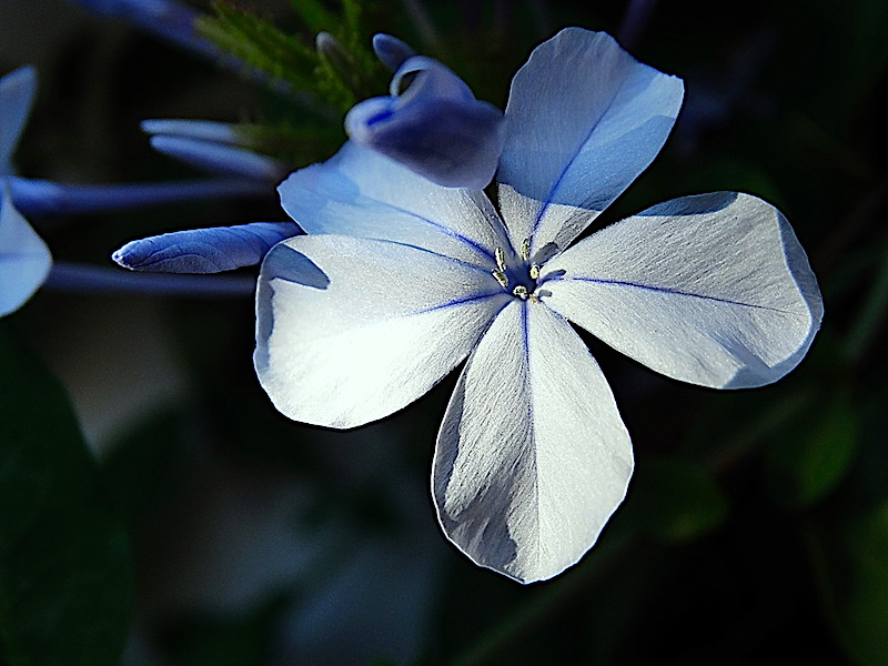 Recuerdos.....de un Jazmín Azul