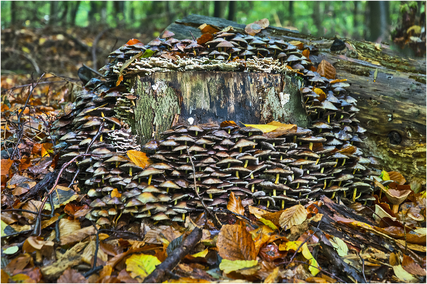 "Recycling" ist für die Natur . . .