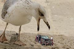 Recycling - Möwe