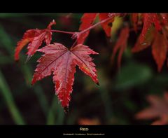 red