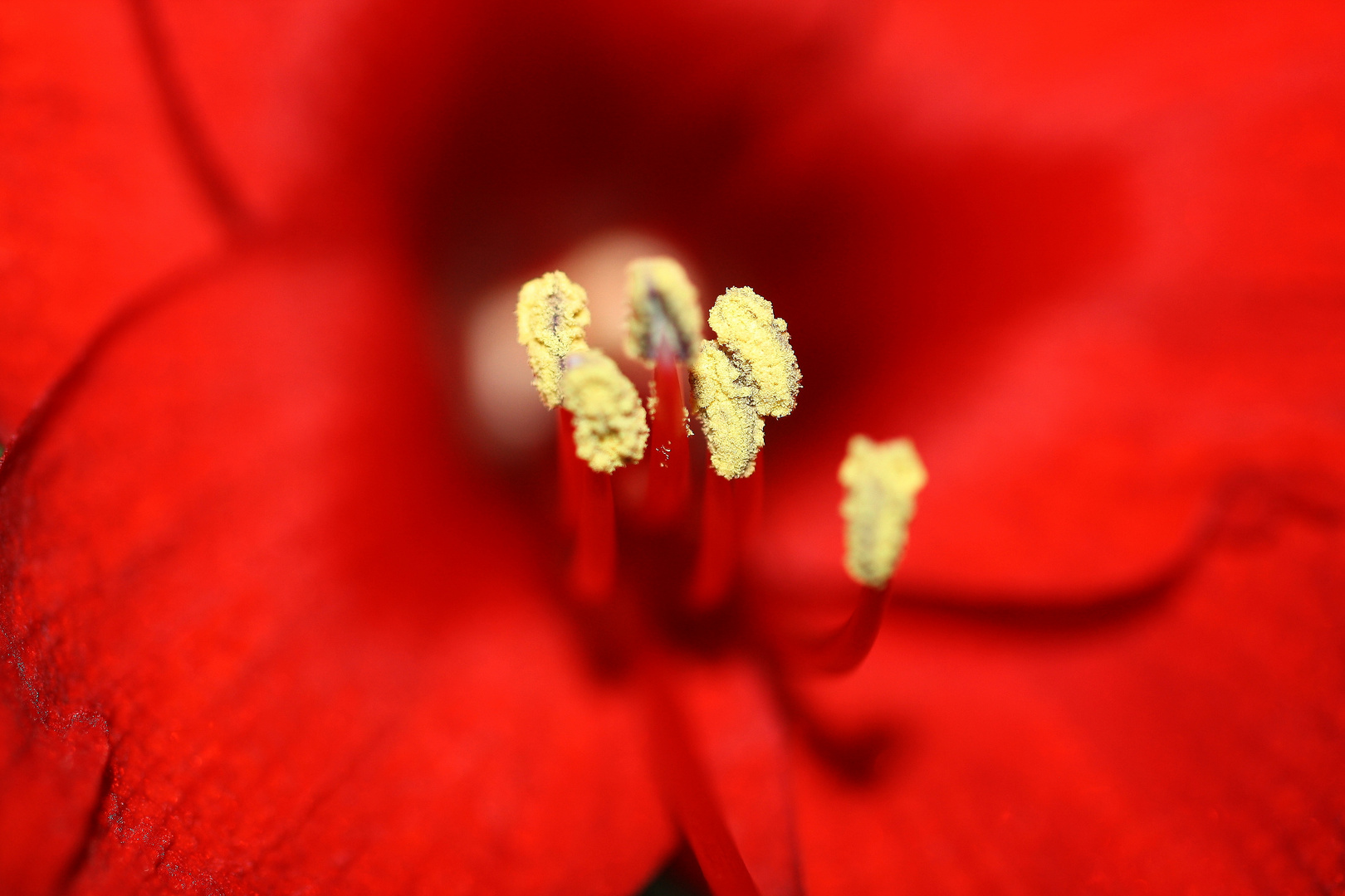 Red Foto &amp; Bild | fotos, spezial, dokumentation Bilder auf fotocommunity