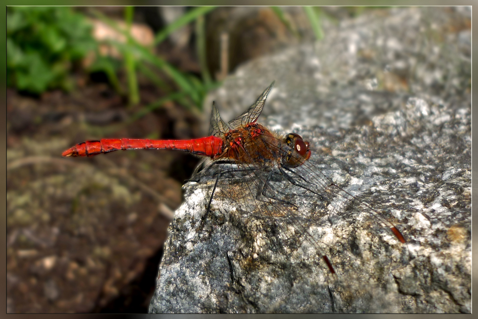 ~ red ~