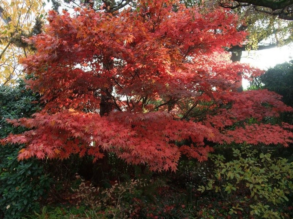 red acer