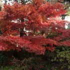 red acer