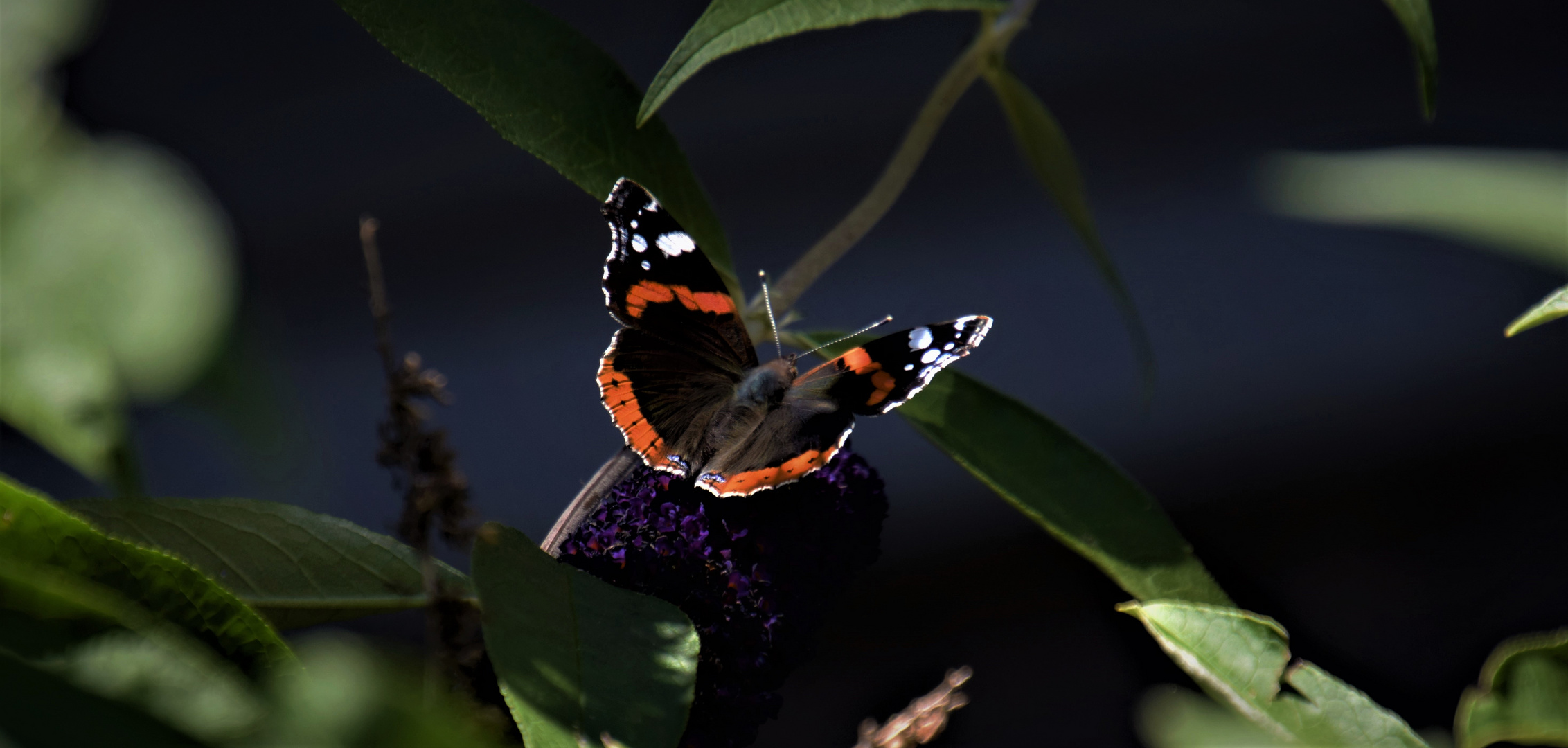 Red Admiral