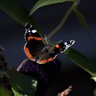 Red Admiral