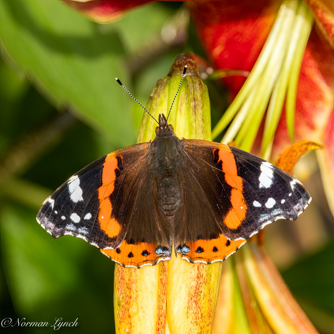 "Red Admiral"