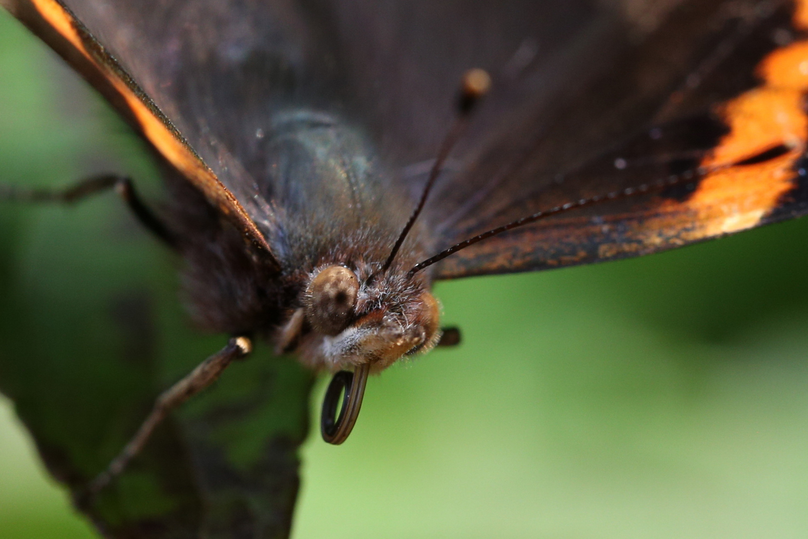 Red Admiral