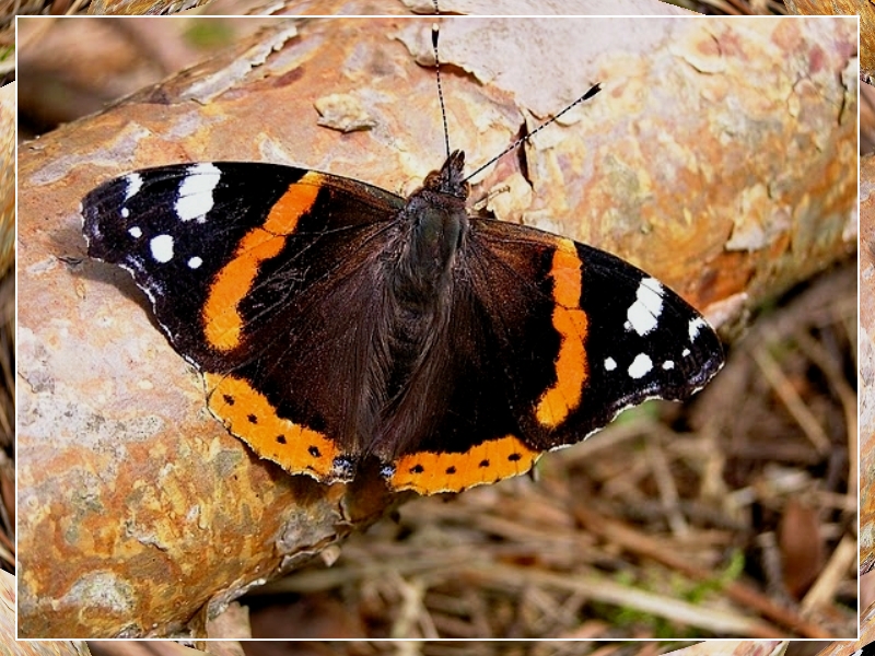 Red Admiral