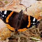 Red Admiral