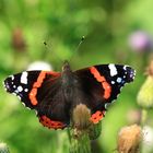 Red Admiral