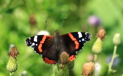 Red Admiral