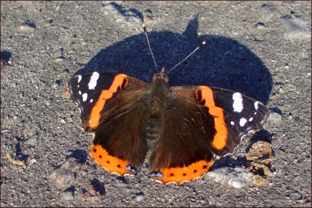 Red admiral