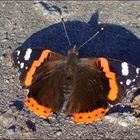 Red admiral