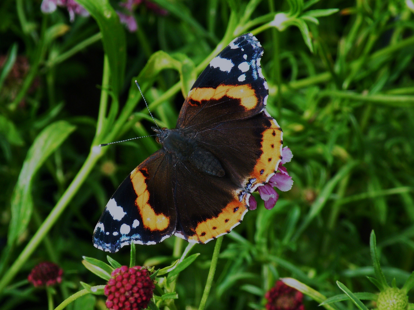Red Admiral
