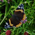 Red Admiral