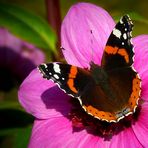 Red Admiral