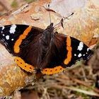 Red Admiral