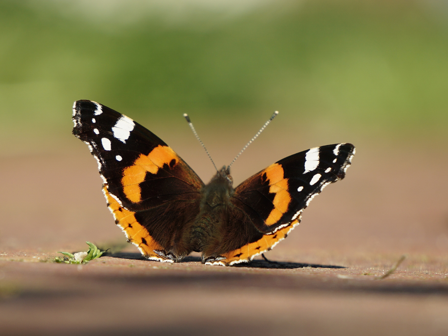 Red Admiral/ Admiral in September-Sonne