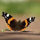 Red Admiral/ Admiral in September-Sonne