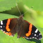 "Red Admiral