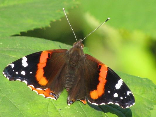 "Red Admiral