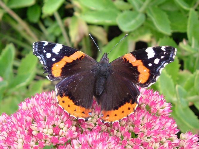 Red Admiral