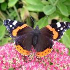 Red Admiral