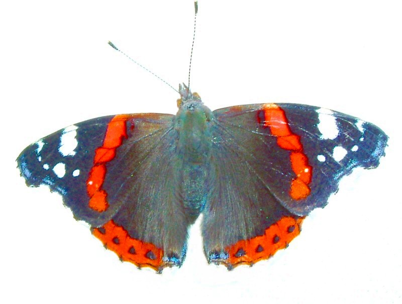 Red Admiral