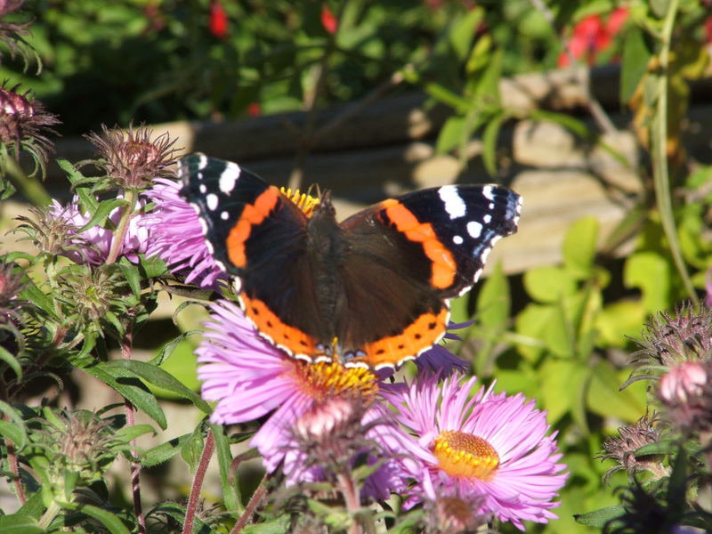 Red Admiral