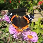 Red Admiral