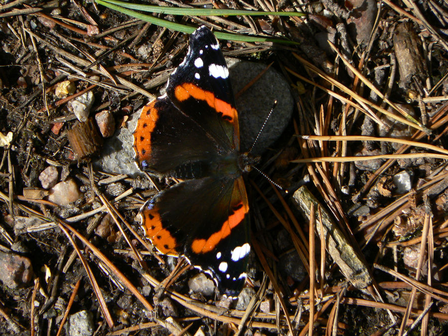 Red Admiral