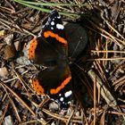 Red Admiral